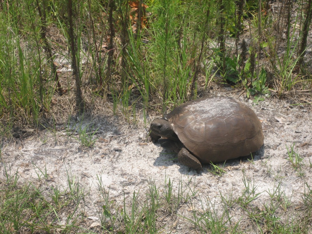 Gopher Tortoise_BC