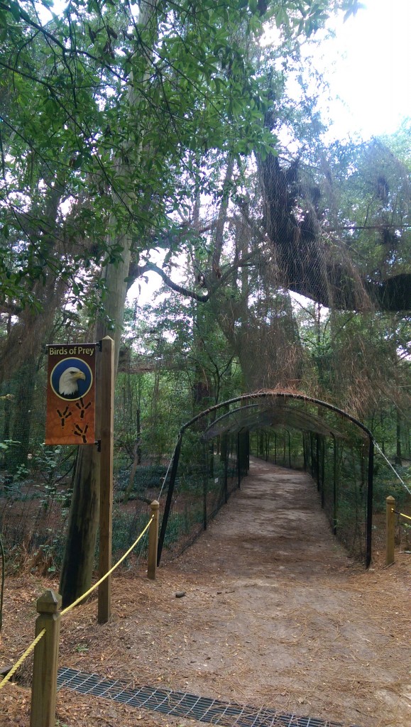 Tallahassee Museum - Nature Trail - birds