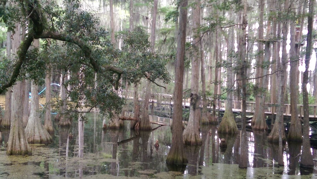 Tallahassee Museum - Lake