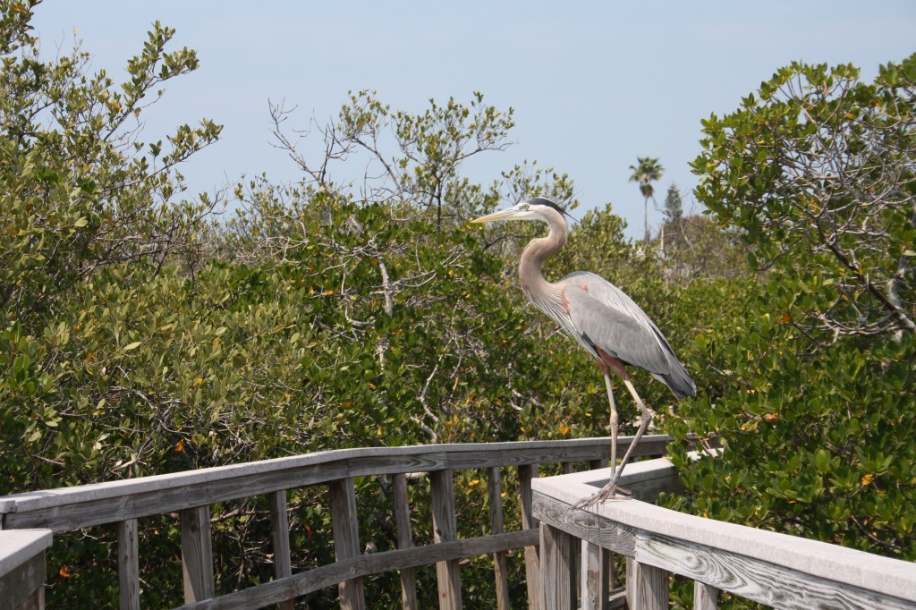 Indian Rocks Beach Nature Preserve