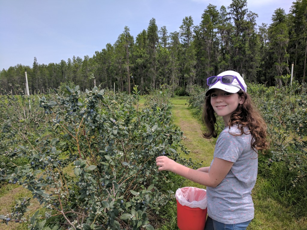 Emmalynn - Blueberry Picking May 2017