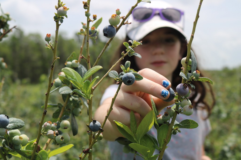 Blueberry Picking - Starkey Farm
