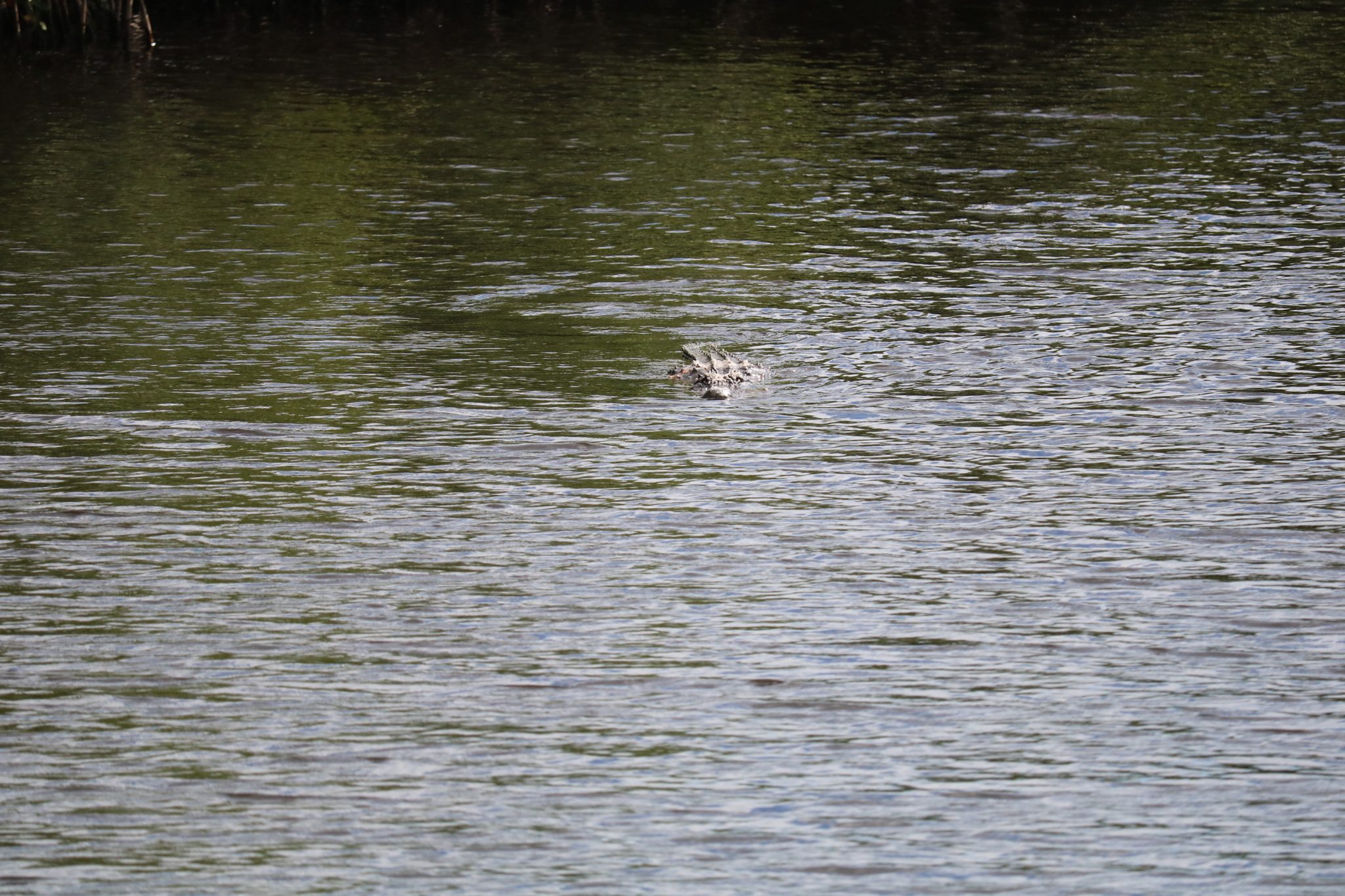 Behind the visitor center, guests walk a small boardwalk and observe ...