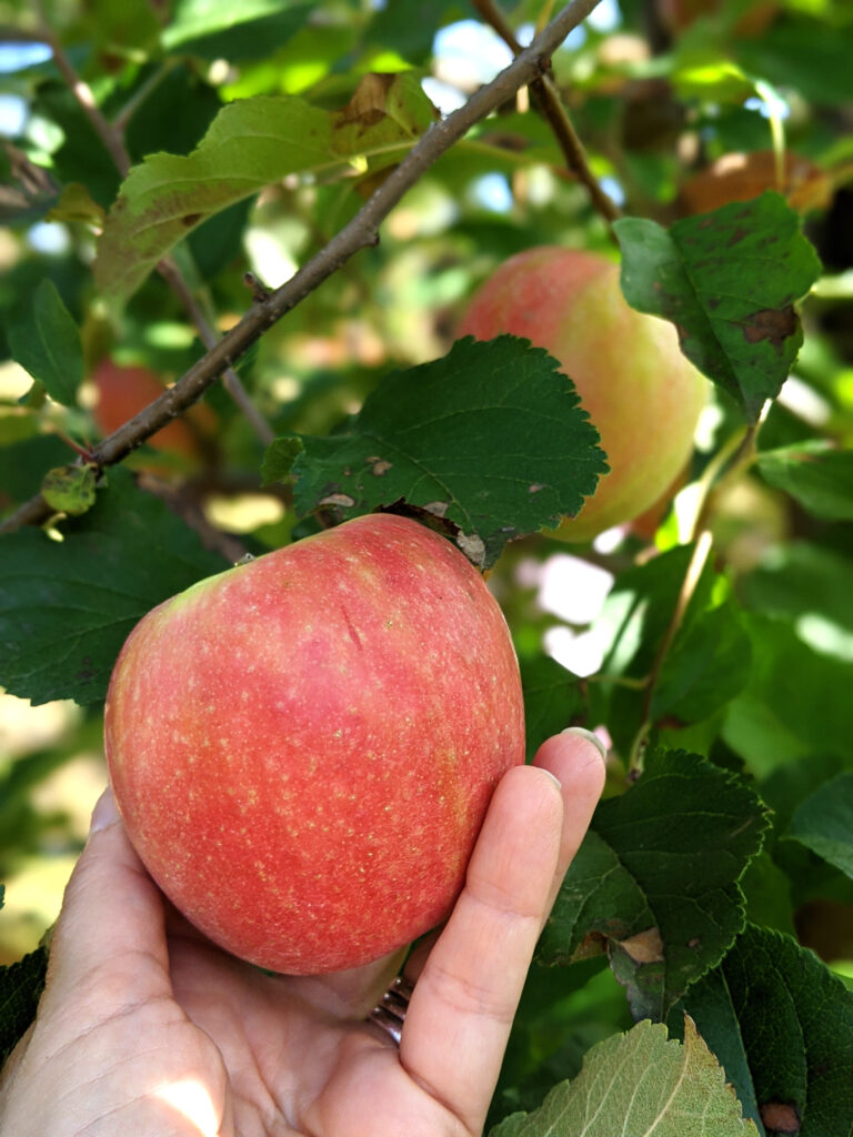 Pink Lady Apple