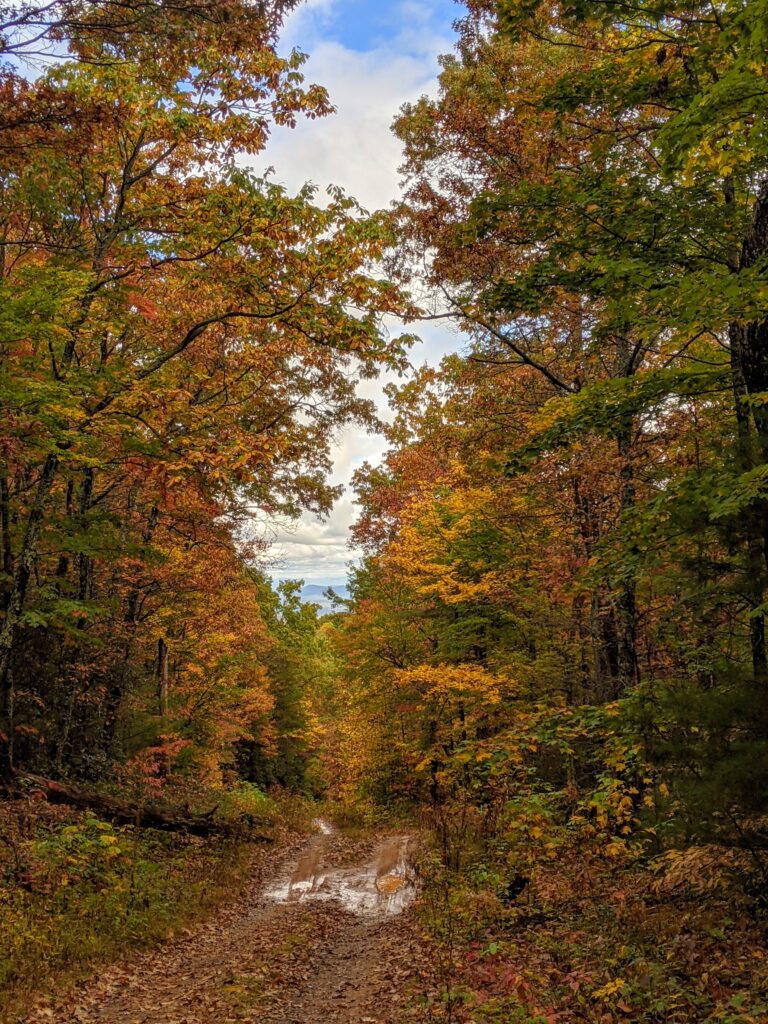 Rich Mountain Wilderness