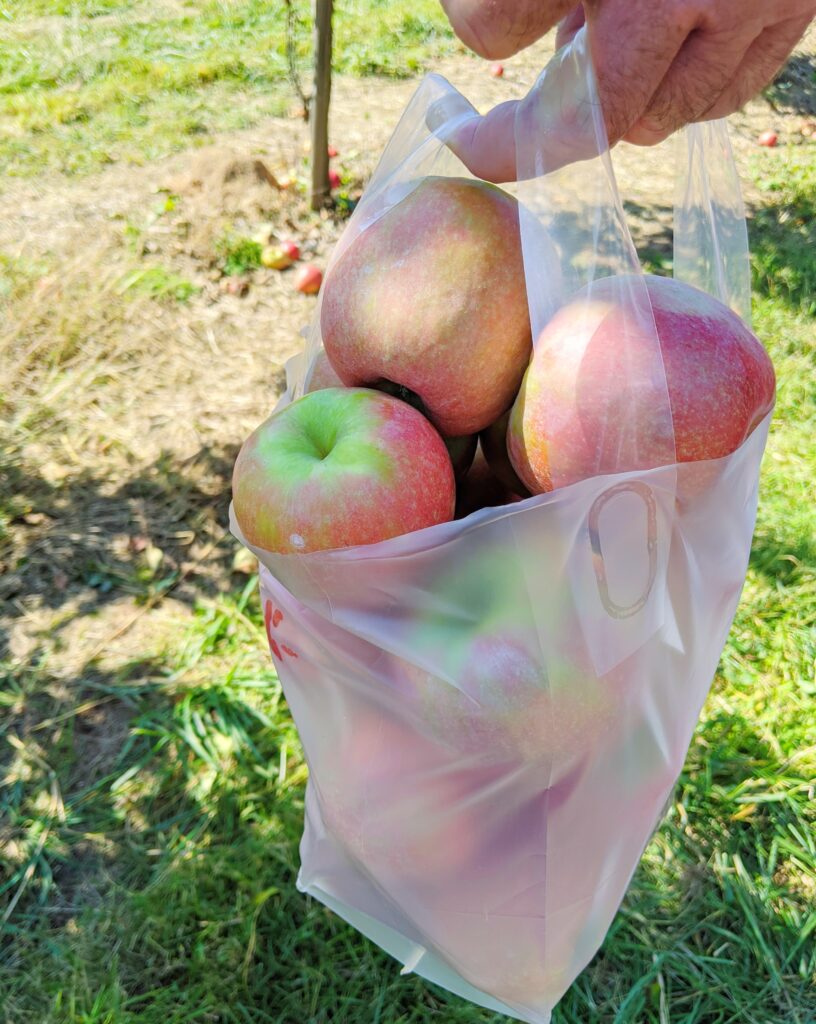 U-Pick half bushel apples